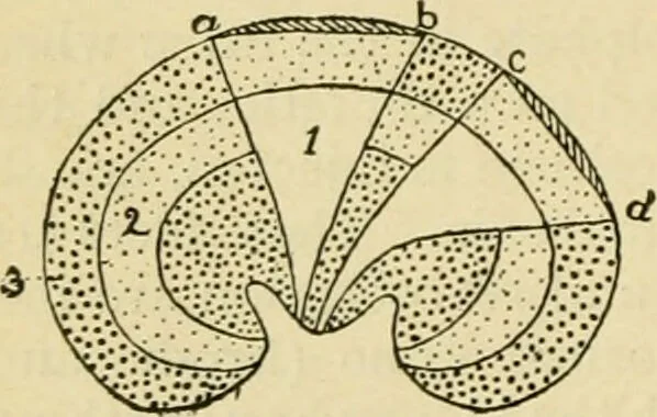 An illustration from A manual of physiology : with practical exercises / by G. N. Stewart ; with coloured plate and 467 other illustrations., 1914, leaf 514