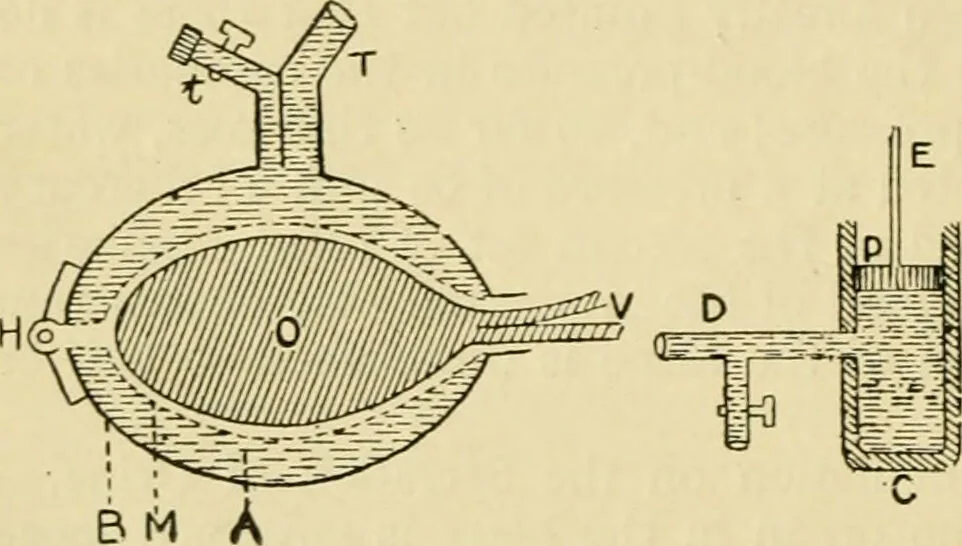 An illustration from A manual of physiology : with practical exercises / by G. N. Stewart ; with coloured plate and 467 other illustrations., 1914, leaf 524