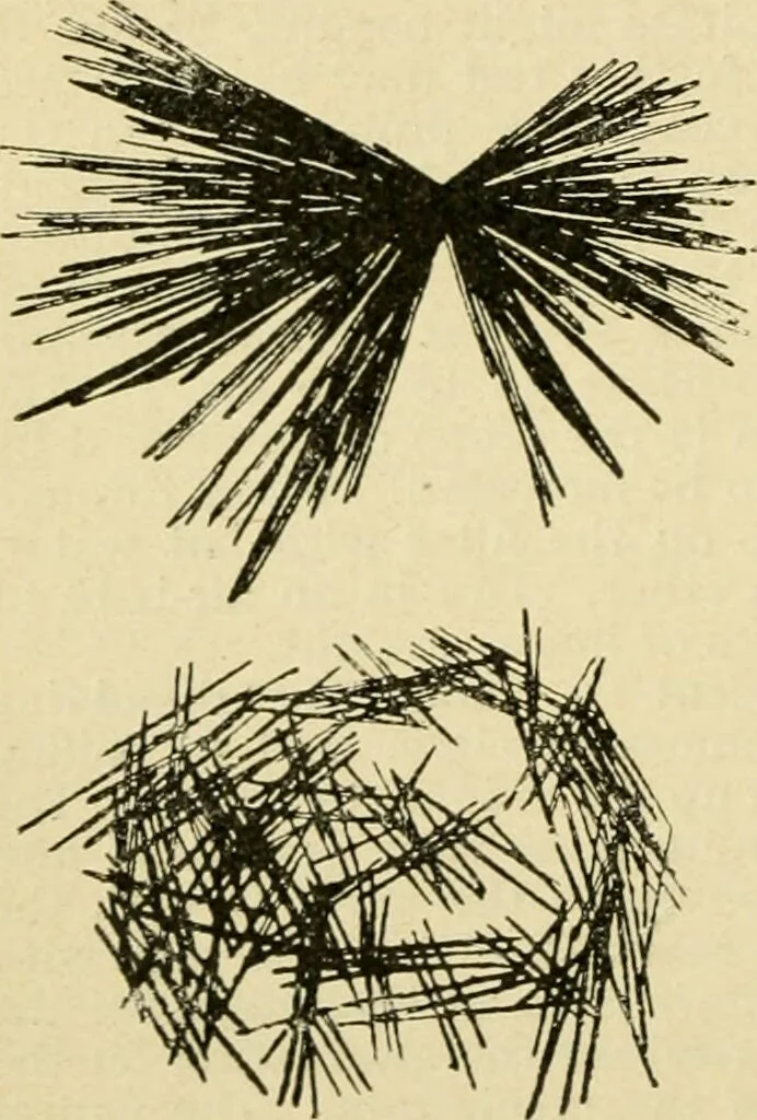 An illustration from A manual of physiology : with practical exercises / by G. N. Stewart ; with coloured plate and 467 other illustrations., 1914, leaf 542