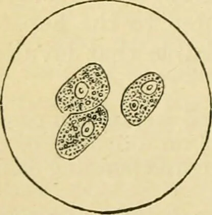 An illustration from A manual of physiology : with practical exercises / by G. N. Stewart ; with coloured plate and 467 other illustrations., 1914, leaf 554