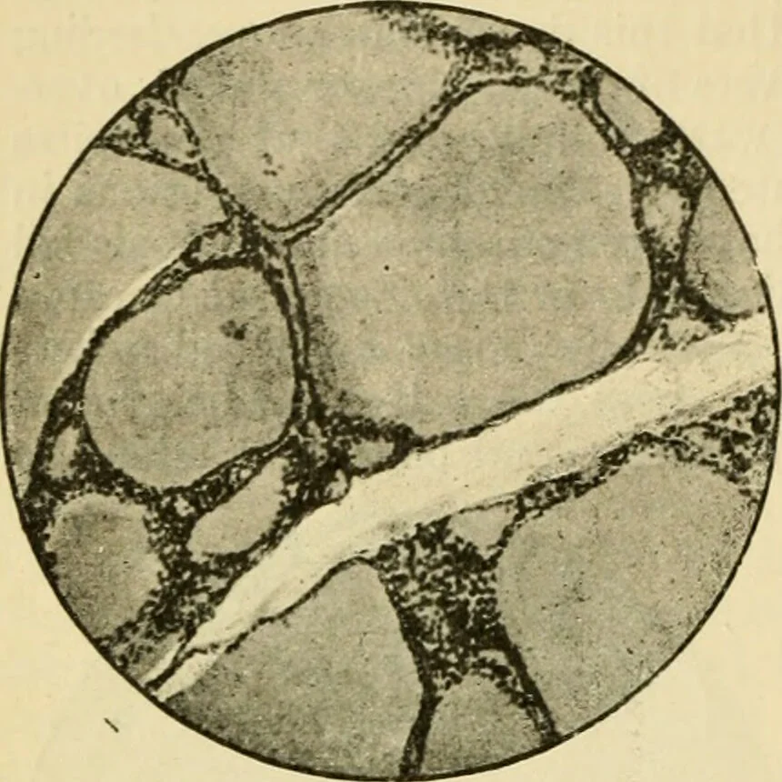 An illustration from A manual of physiology : with practical exercises / by G. N. Stewart ; with coloured plate and 467 other illustrations., 1914, leaf 660