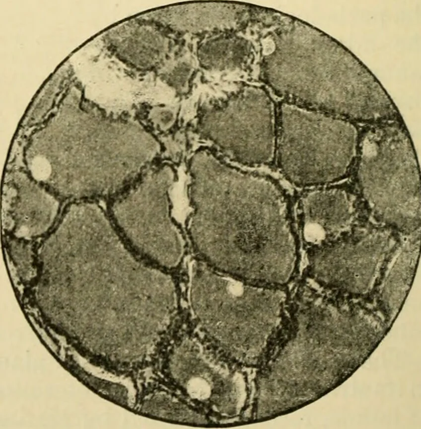 An illustration from A manual of physiology : with practical exercises / by G. N. Stewart ; with coloured plate and 467 other illustrations., 1914, leaf 660