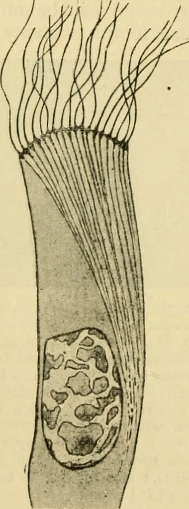An illustration from A manual of physiology : with practical exercises / by G. N. Stewart ; with coloured plate and 467 other illustrations., 1914, leaf 732