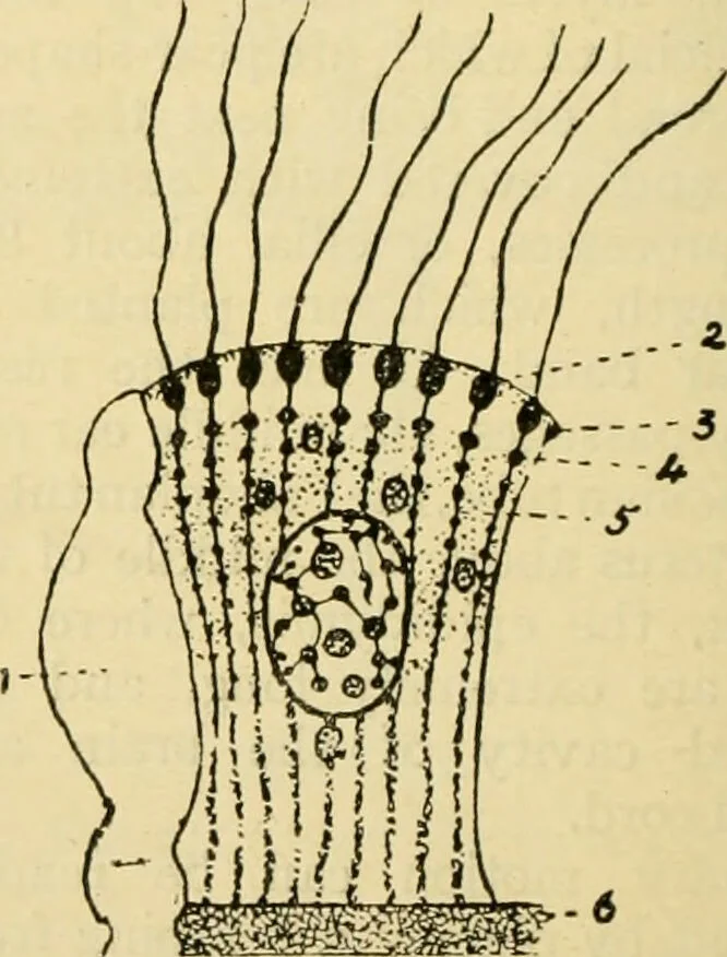 An illustration from A manual of physiology : with practical exercises / by G. N. Stewart ; with coloured plate and 467 other illustrations., 1914, leaf 732