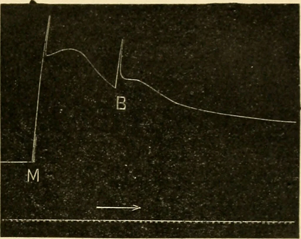 An illustration from A manual of physiology : with practical exercises / by G. N. Stewart ; with coloured plate and 467 other illustrations., 1914, leaf 739