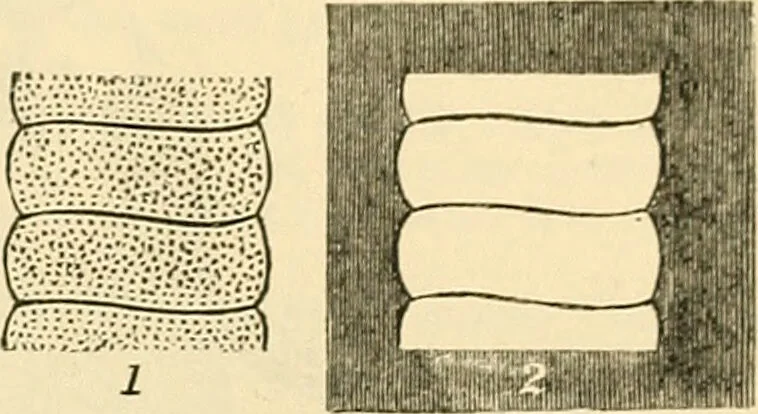 An illustration from A manual of physiology : with practical exercises / by G. N. Stewart ; with coloured plate and 467 other illustrations., 1914, leaf 743