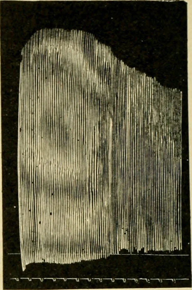 An illustration from A manual of physiology : with practical exercises / by G. N. Stewart ; with coloured plate and 467 other illustrations., 1914, leaf 748