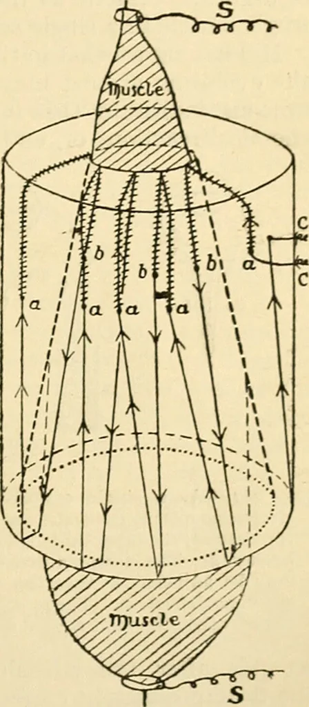 An illustration from A manual of physiology : with practical exercises / by G. N. Stewart ; with coloured plate and 467 other illustrations., 1914, leaf 761