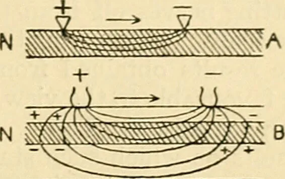 An illustration from A manual of physiology : with practical exercises / by G. N. Stewart ; with coloured plate and 467 other illustrations., 1914, leaf 787