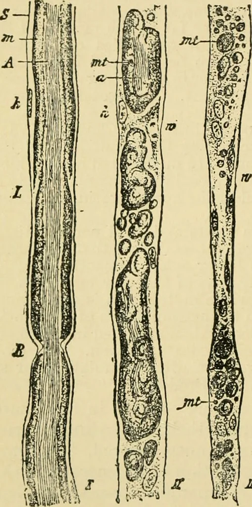 An illustration from A manual of physiology : with practical exercises / by G. N. Stewart ; with coloured plate and 467 other illustrations., 1914, leaf 794
