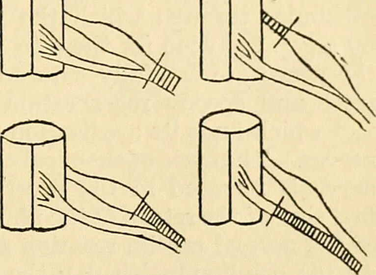 An illustration from A manual of physiology : with practical exercises / by G. N. Stewart ; with coloured plate and 467 other illustrations., 1914, leaf 795