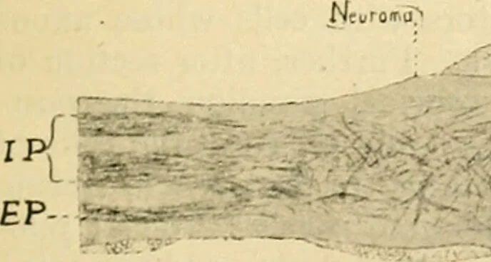 An illustration from A manual of physiology : with practical exercises / by G. N. Stewart ; with coloured plate and 467 other illustrations., 1914, leaf 797
