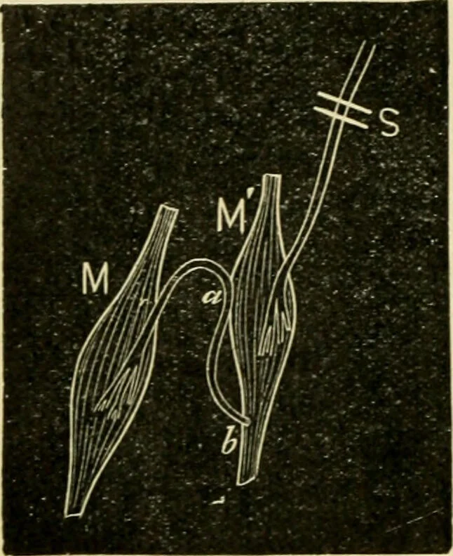 An illustration from A manual of physiology : with practical exercises / by G. N. Stewart ; with coloured plate and 467 other illustrations., 1914, leaf 830