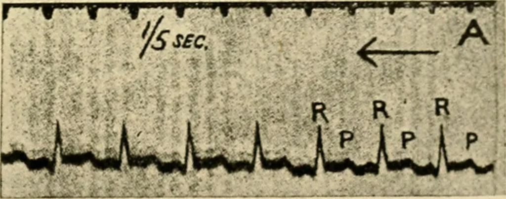 An illustration from A manual of physiology : with practical exercises / by G. N. Stewart ; with coloured plate and 467 other illustrations., 1914, leaf 833
