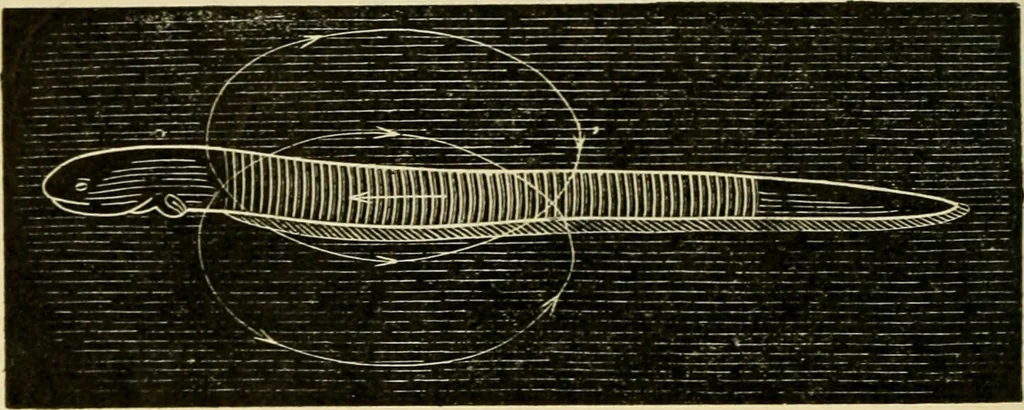 An illustration from A manual of physiology : with practical exercises / by G. N. Stewart ; with coloured plate and 467 other illustrations., 1914, leaf 836