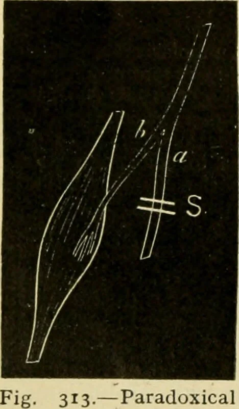 An illustration from A manual of physiology : with practical exercises / by G. N. Stewart ; with coloured plate and 467 other illustrations., 1914, leaf 840