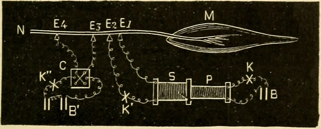 An illustration from A manual of physiology : with practical exercises / by G. N. Stewart ; with coloured plate and 467 other illustrations., 1914, leaf 841
