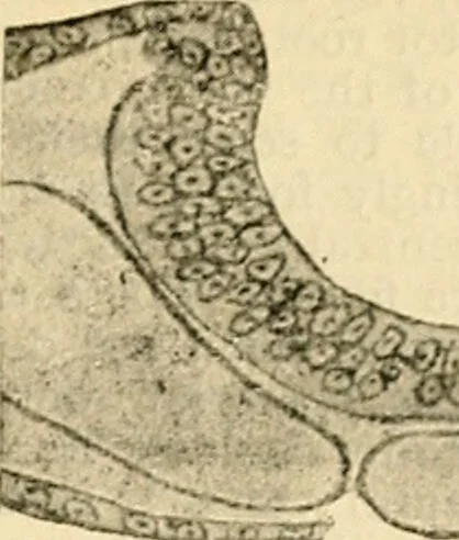 An illustration from A manual of physiology : with practical exercises / by G. N. Stewart ; with coloured plate and 467 other illustrations., 1914, leaf 845
