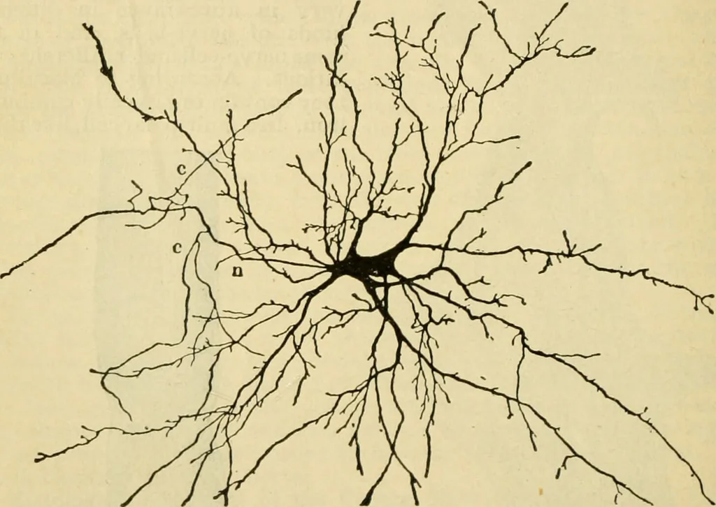 An illustration from A manual of physiology : with practical exercises / by G. N. Stewart ; with coloured plate and 467 other illustrations., 1914, leaf 848