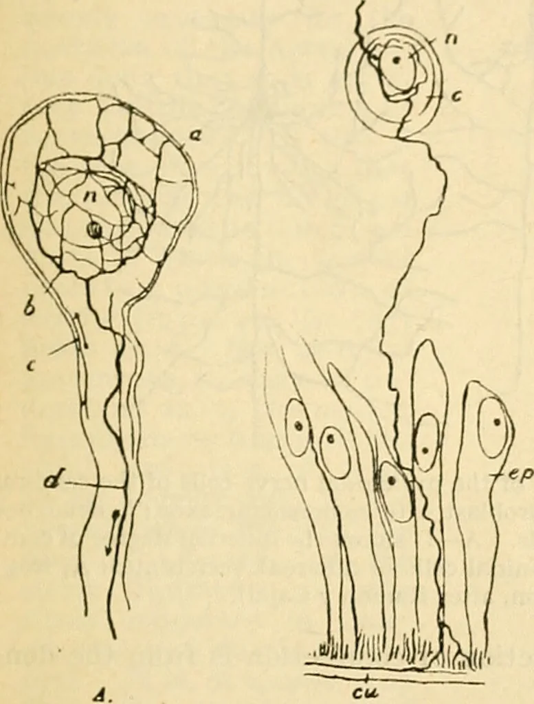 An illustration from A manual of physiology : with practical exercises / by G. N. Stewart ; with coloured plate and 467 other illustrations., 1914, leaf 849