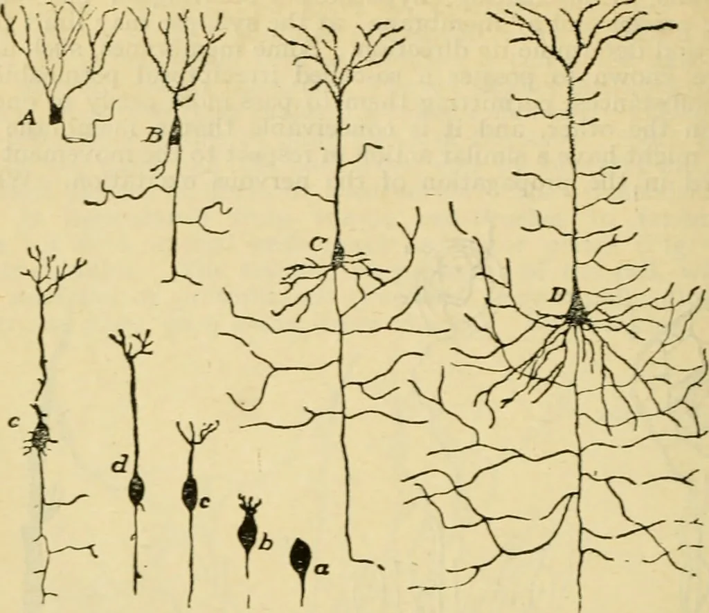 An illustration from A manual of physiology : with practical exercises / by G. N. Stewart ; with coloured plate and 467 other illustrations., 1914, leaf 850