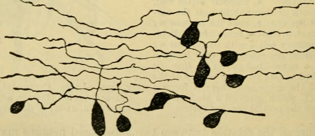 An illustration from A manual of physiology : with practical exercises / by G. N. Stewart ; with coloured plate and 467 other illustrations., 1914, leaf 850