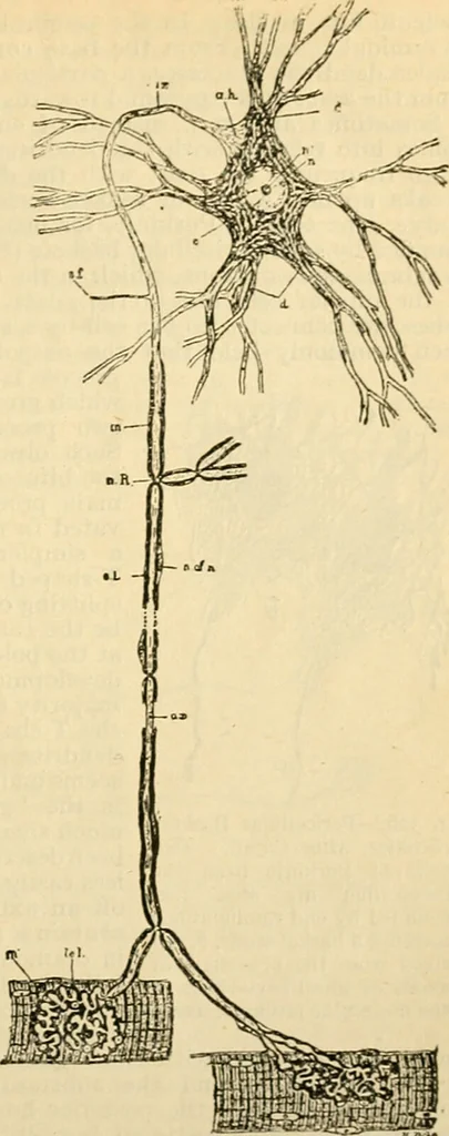 An illustration from A manual of physiology : with practical exercises / by G. N. Stewart ; with coloured plate and 467 other illustrations., 1914, leaf 851