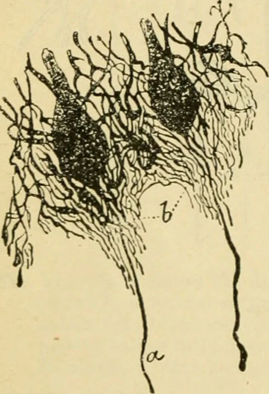 An illustration from A manual of physiology : with practical exercises / by G. N. Stewart ; with coloured plate and 467 other illustrations., 1914, leaf 852