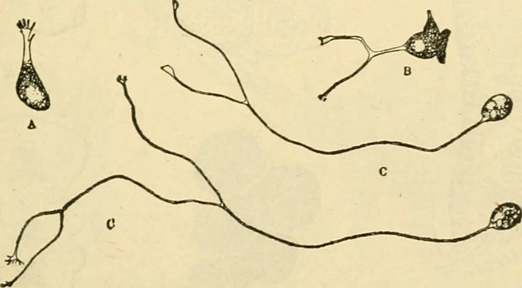 An illustration from A manual of physiology : with practical exercises / by G. N. Stewart ; with coloured plate and 467 other illustrations., 1914, leaf 853