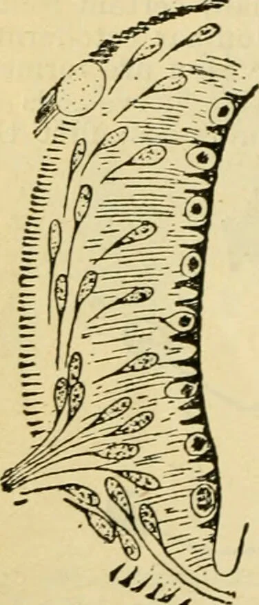 An illustration from A manual of physiology : with practical exercises / by G. N. Stewart ; with coloured plate and 467 other illustrations., 1914, leaf 854