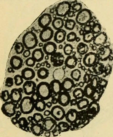 An illustration from A manual of physiology : with practical exercises / by G. N. Stewart ; with coloured plate and 467 other illustrations., 1914, leaf 856