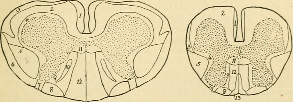An illustration from A manual of physiology : with practical exercises / by G. N. Stewart ; with coloured plate and 467 other illustrations., 1914, leaf 861