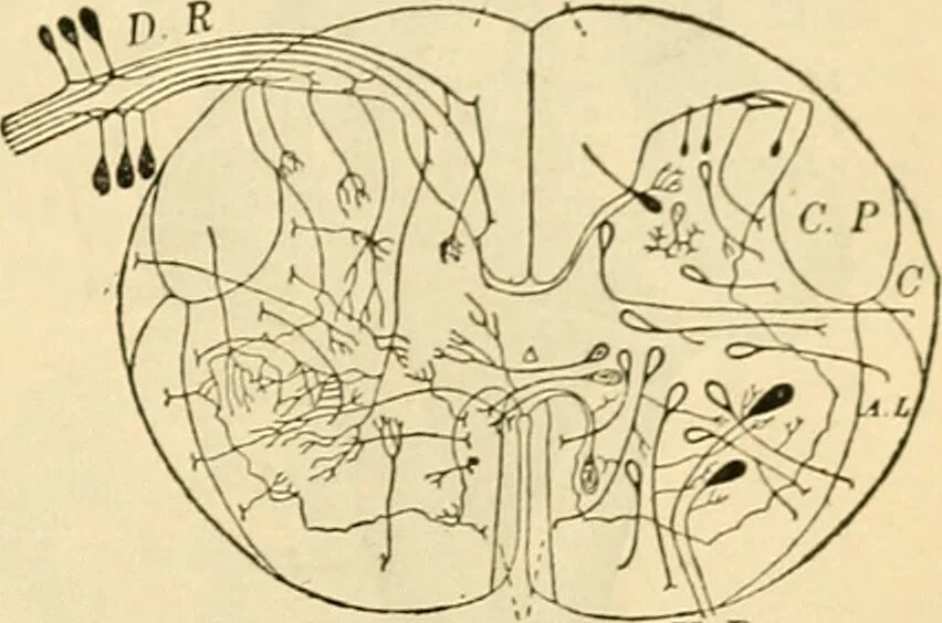 An illustration from A manual of physiology : with practical exercises / by G. N. Stewart ; with coloured plate and 467 other illustrations., 1914, leaf 863