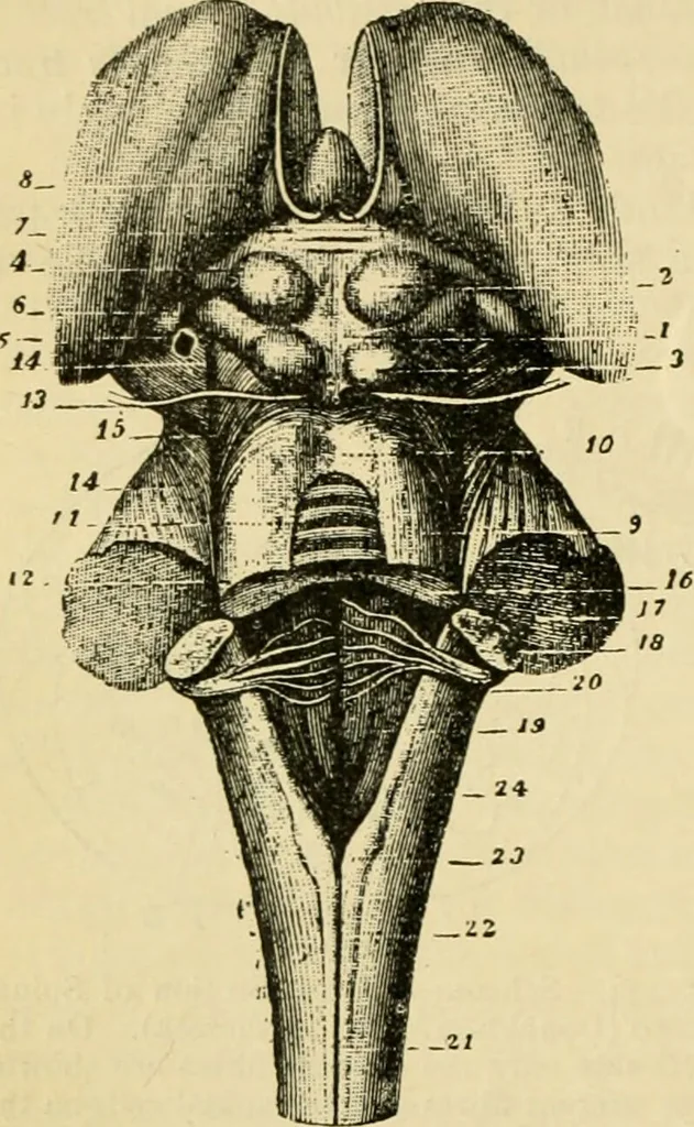 An illustration from A manual of physiology : with practical exercises / by G. N. Stewart ; with coloured plate and 467 other illustrations., 1914, leaf 864