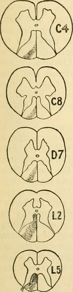 An illustration from A manual of physiology : with practical exercises / by G. N. Stewart ; with coloured plate and 467 other illustrations., 1914, leaf 867