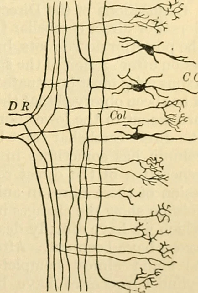 An illustration from A manual of physiology : with practical exercises / by G. N. Stewart ; with coloured plate and 467 other illustrations., 1914, leaf 867