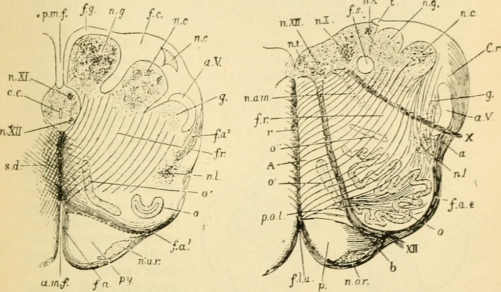 An illustration from A manual of physiology : with practical exercises / by G. N. Stewart ; with coloured plate and 467 other illustrations., 1914, leaf 869