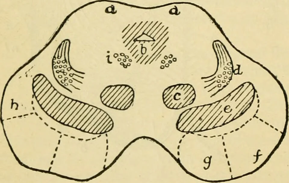 An illustration from A manual of physiology : with practical exercises / by G. N. Stewart ; with coloured plate and 467 other illustrations., 1914, leaf 870
