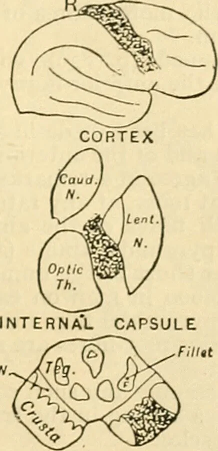 An illustration from A manual of physiology : with practical exercises / by G. N. Stewart ; with coloured plate and 467 other illustrations., 1914, leaf 871