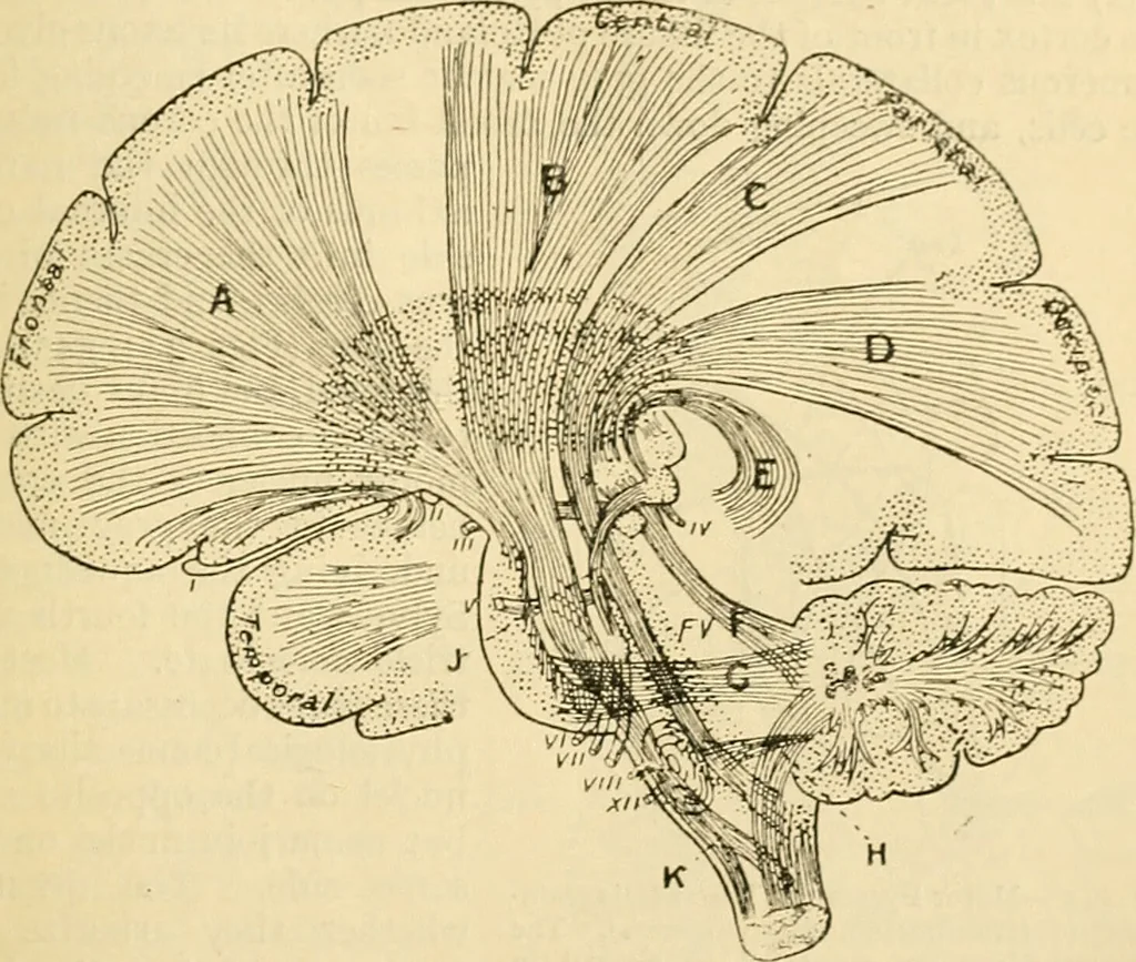 An illustration from A manual of physiology : with practical exercises / by G. N. Stewart ; with coloured plate and 467 other illustrations., 1914, leaf 873