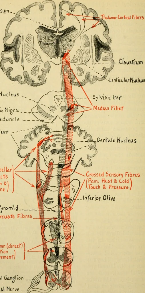 An illustration from A manual of physiology : with practical exercises / by G. N. Stewart ; with coloured plate and 467 other illustrations., 1914, leaf 876