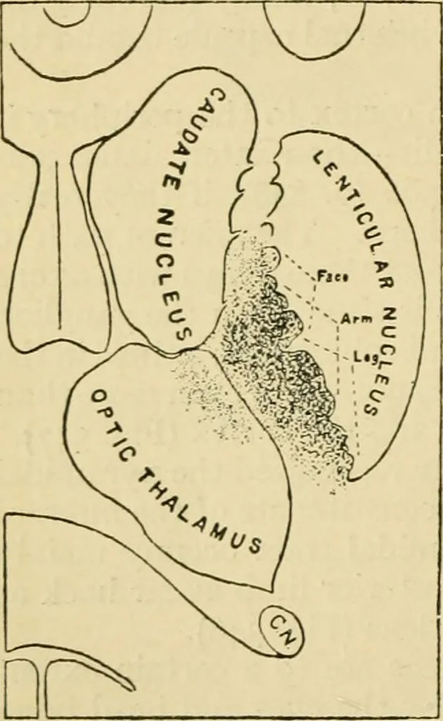 An illustration from A manual of physiology : with practical exercises / by G. N. Stewart ; with coloured plate and 467 other illustrations., 1914, leaf 878