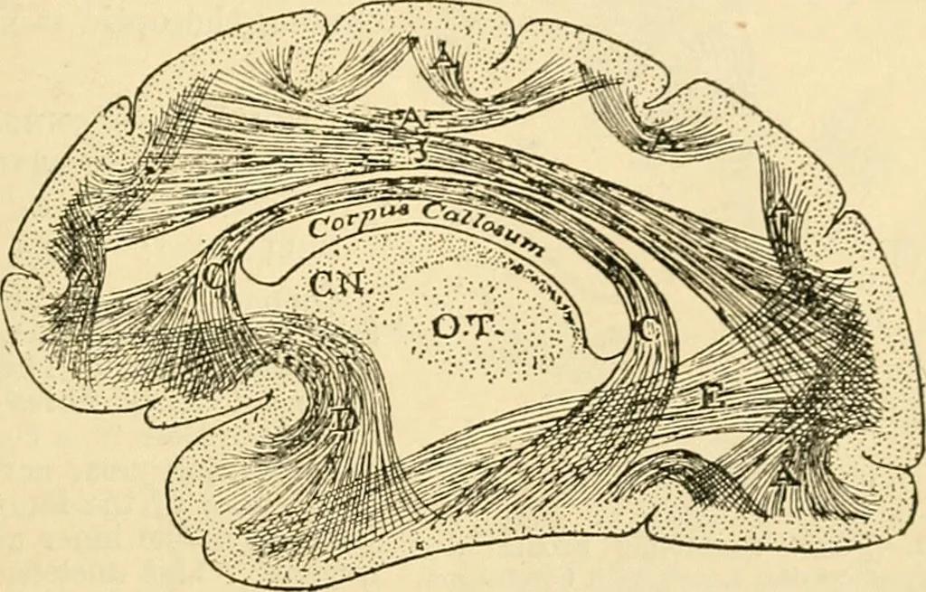 An illustration from A manual of physiology : with practical exercises / by G. N. Stewart ; with coloured plate and 467 other illustrations., 1914, leaf 879