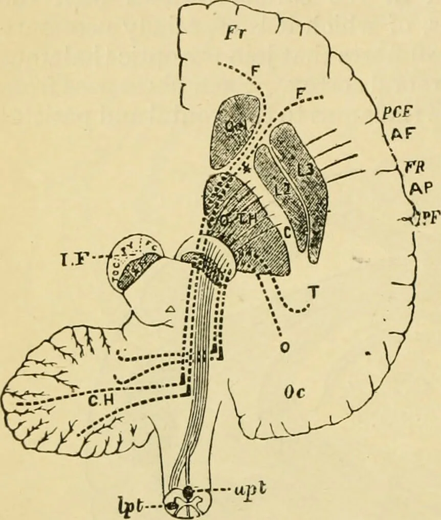 An illustration from A manual of physiology : with practical exercises / by G. N. Stewart ; with coloured plate and 467 other illustrations., 1914, leaf 880