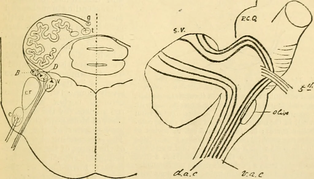 An illustration from A manual of physiology : with practical exercises / by G. N. Stewart ; with coloured plate and 467 other illustrations., 1914, leaf 881