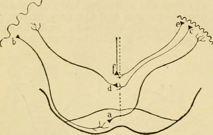 An illustration from A manual of physiology : with practical exercises / by G. N. Stewart ; with coloured plate and 467 other illustrations., 1914, leaf 882