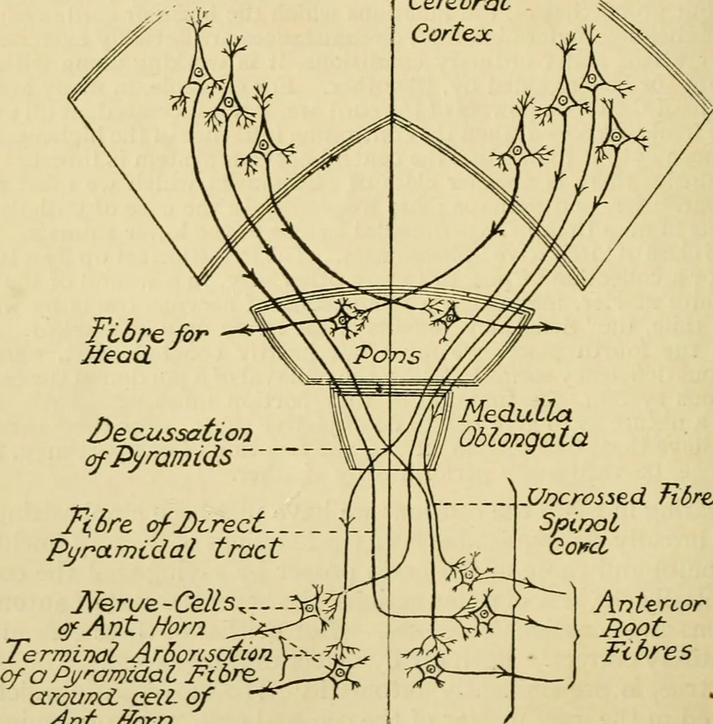 An illustration from A manual of physiology : with practical exercises / by G. N. Stewart ; with coloured plate and 467 other illustrations., 1914, leaf 886