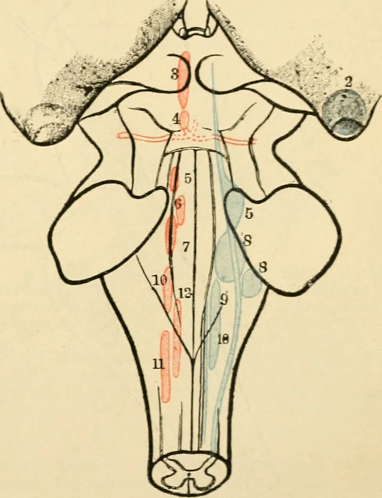 An illustration from A manual of physiology : with practical exercises / by G. N. Stewart ; with coloured plate and 467 other illustrations., 1914, leaf 915