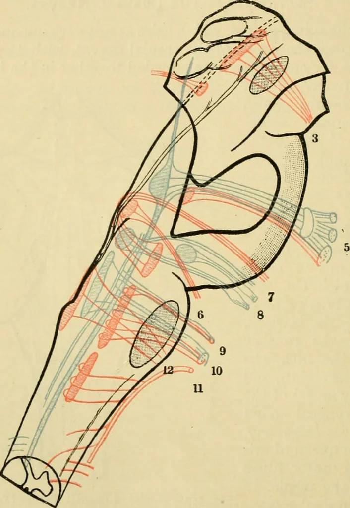 An illustration from A manual of physiology : with practical exercises / by G. N. Stewart ; with coloured plate and 467 other illustrations., 1914, leaf 916
