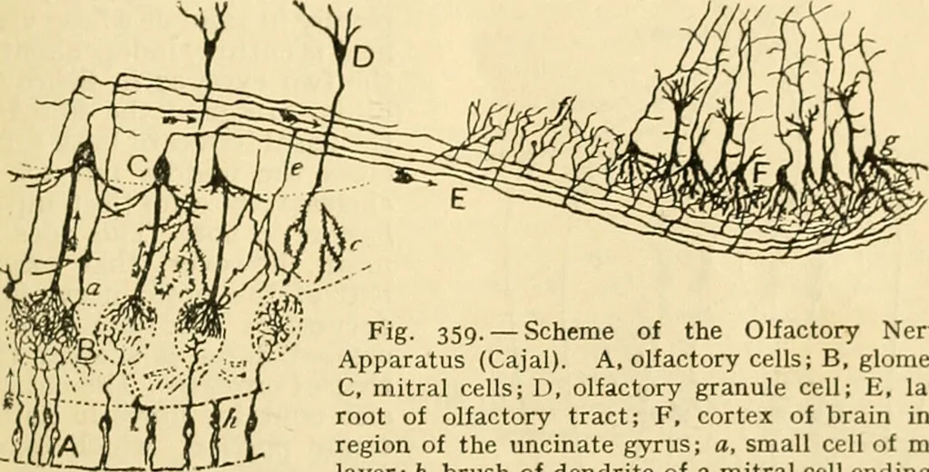 An illustration from A manual of physiology : with practical exercises / by G. N. Stewart ; with coloured plate and 467 other illustrations., 1914, leaf 917